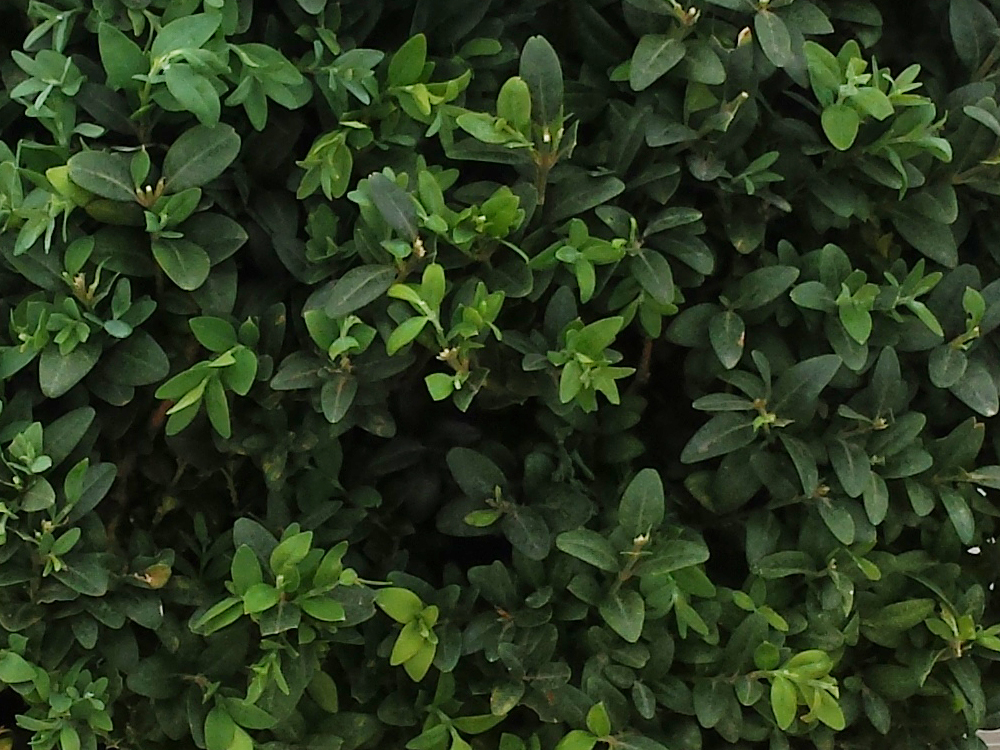 Sempervirens Arborescens 60/80 04.2016